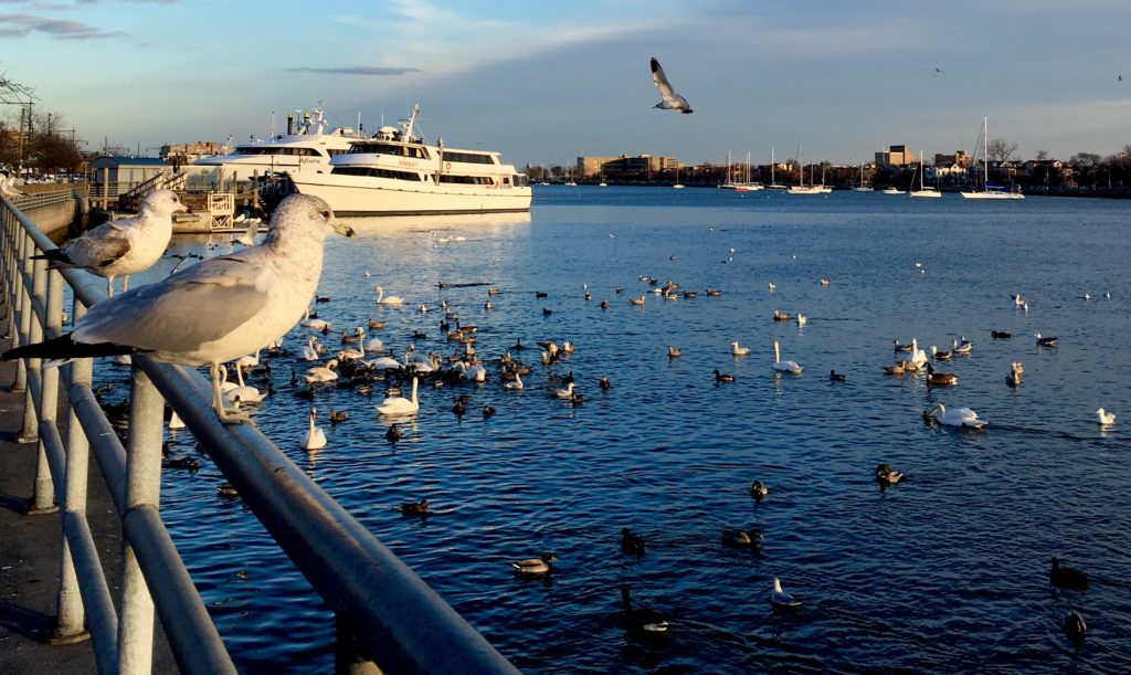 Swans are a-swimming by Emmons Avenue in Sheepshead Bay. Photo: Lore Croghan/Brooklyn Eagle