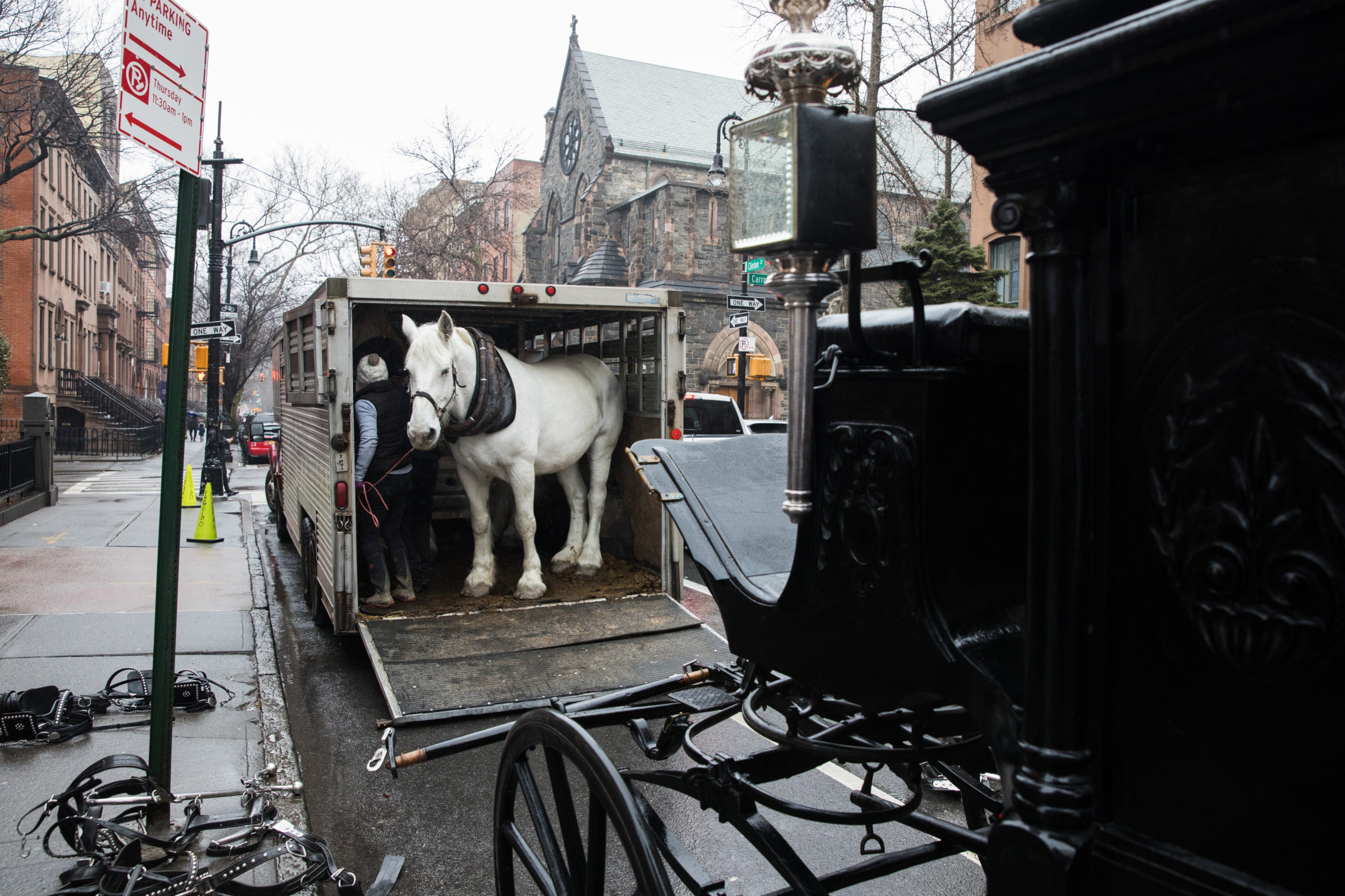The Studebaker hearse was drawn by two white Percheron horses. Photo: Paul Frangipane/Brooklyn Eagle