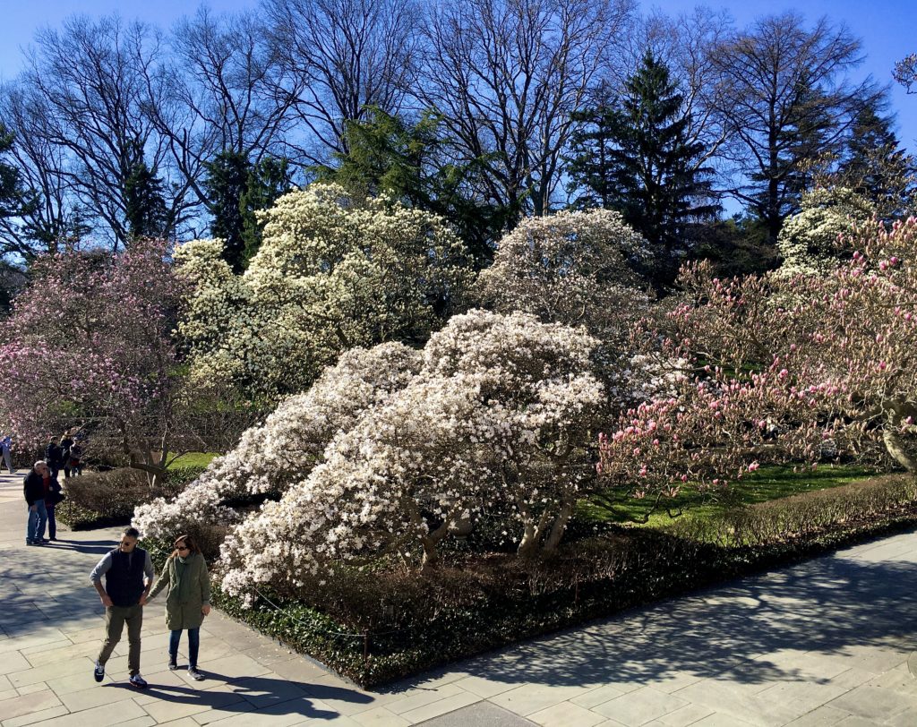I took pictures at Brooklyn Botanic Garden before it closed to help prevent the spread of the coronavirus. Photo: Lore Croghan/Brooklyn Eagle