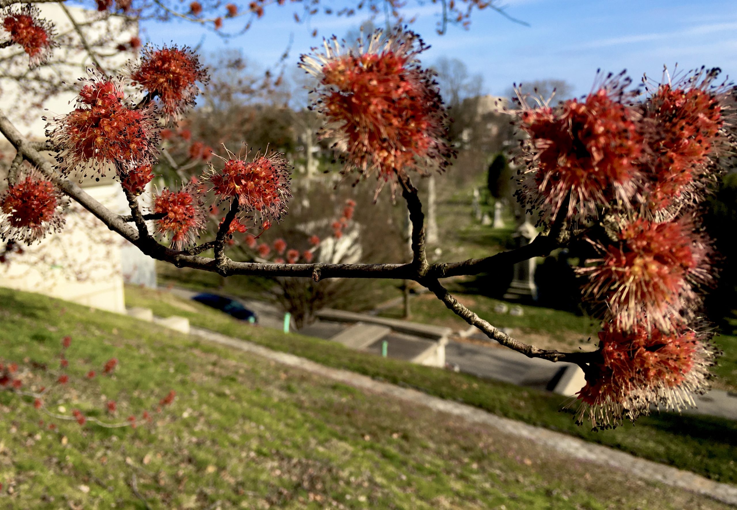 There are more than 7,000 trees at Green-Wood Cemetery. Photo: Lore Croghan/Brooklyn Eagle