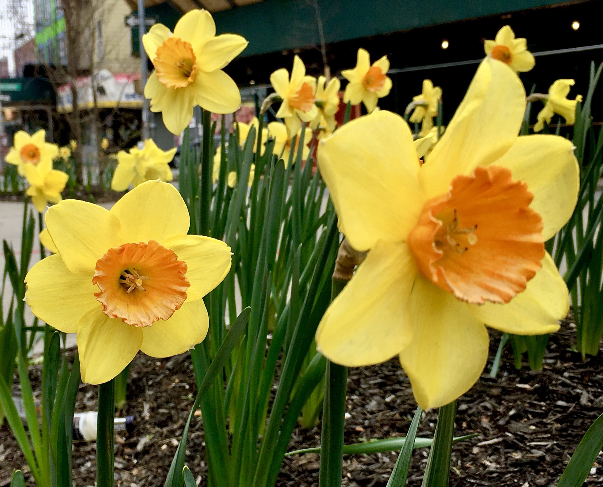 Daffodils are blooming in the median strip on Bushwick Avenue at the intersection of Seigel Street. Photo: Lore Croghan/Brooklyn Eagle