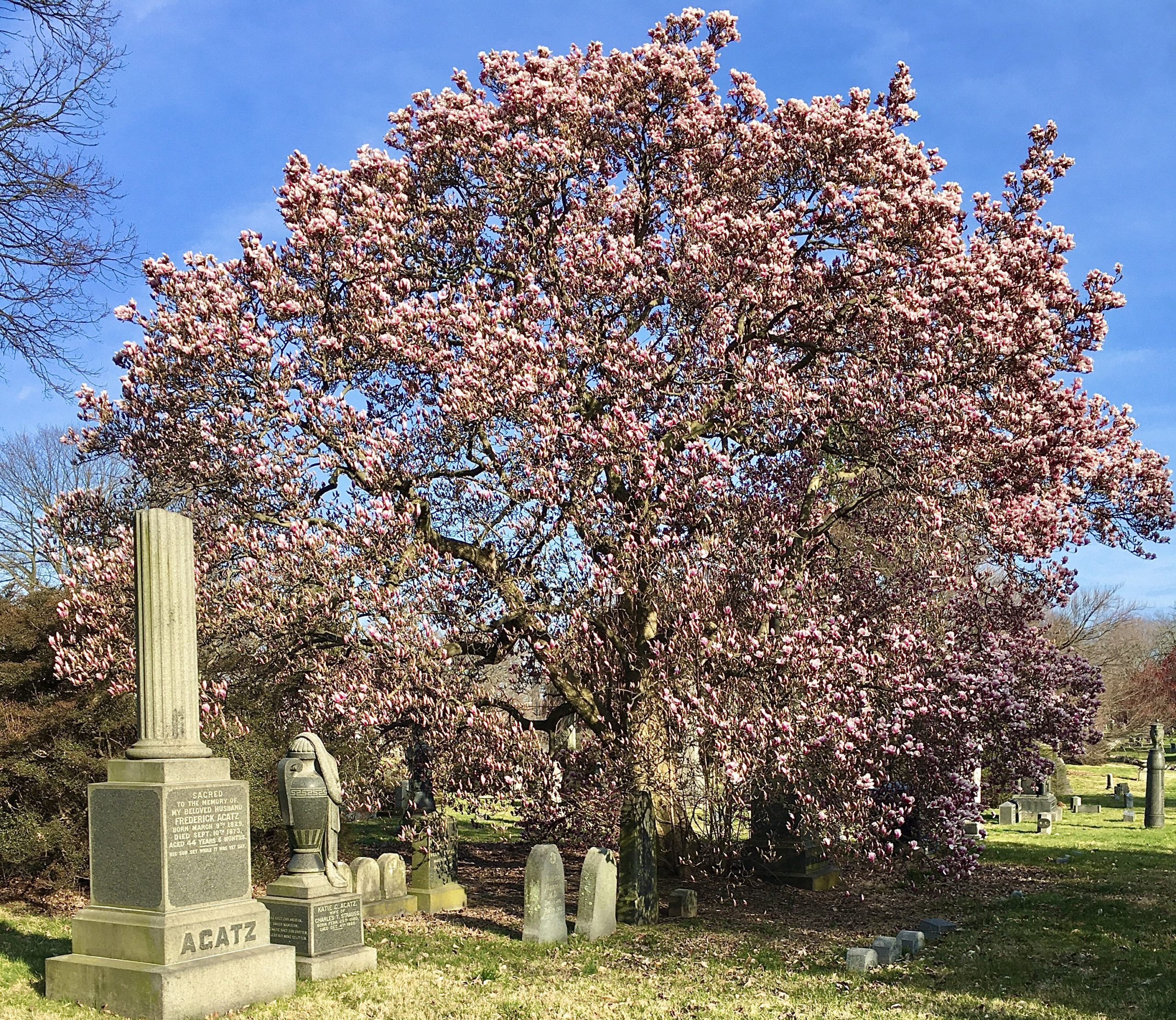 This magnificent magnolia tree stands beside Frederick Agatz’s monument. Photo: Lore Croghan/Brooklyn Eagle