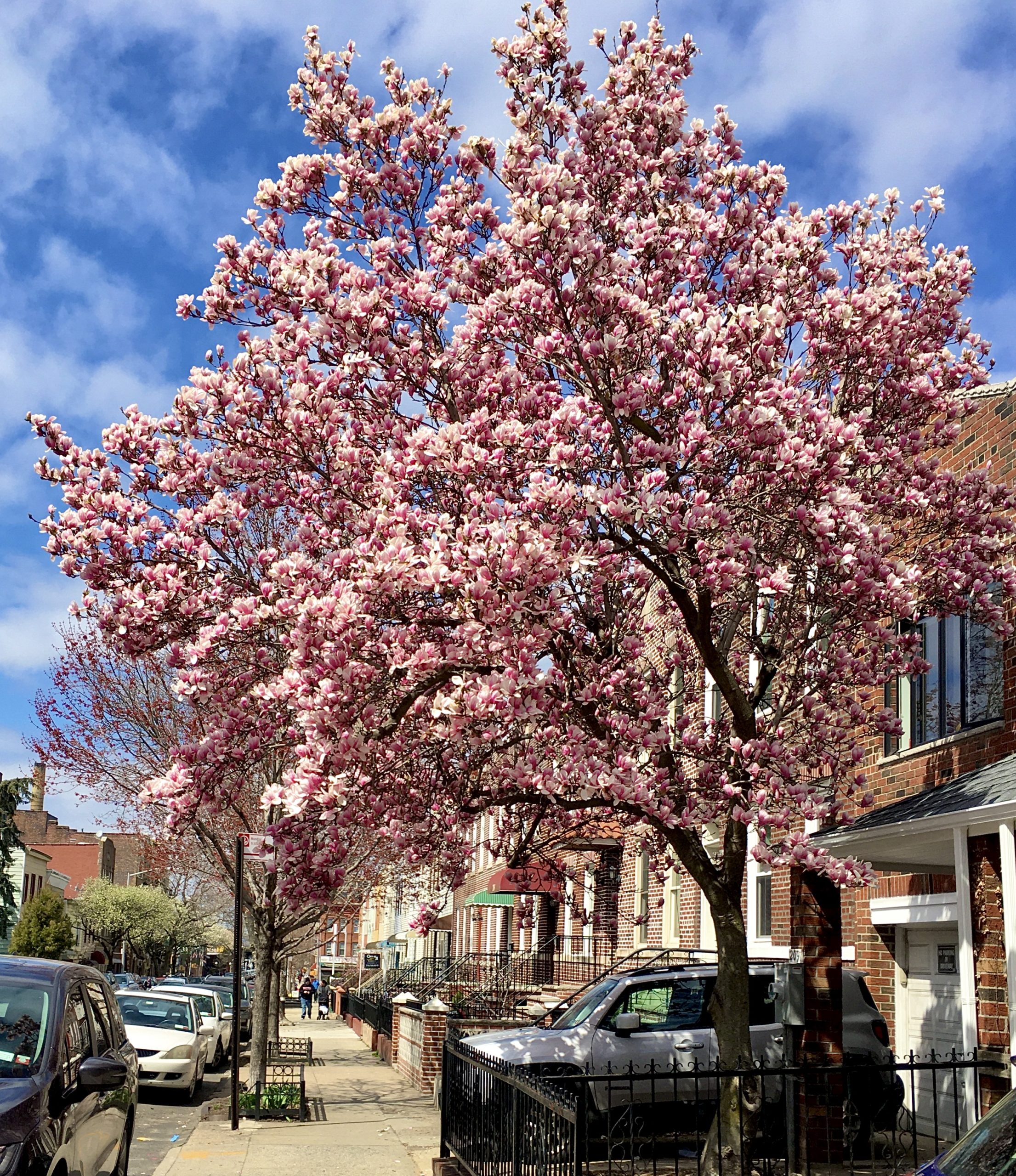 A magnolia tree blooms in Greenwood Heights. Photo: Lore Croghan/Brooklyn Eagle