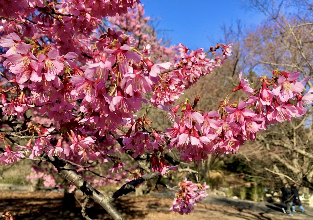 I photographed these cherry blossoms on the last day that Brooklyn Botanic Garden was open. Photo: Lore Croghan/Brooklyn Eagle