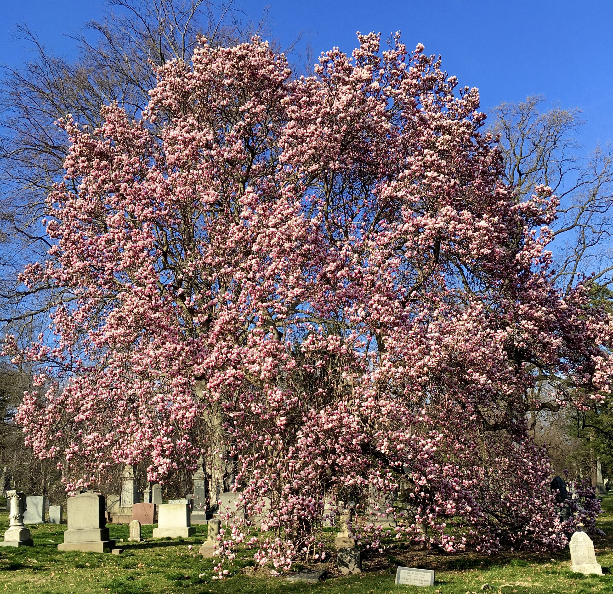 A magnolia tree blooms near William F. Bell’s grave. Photo: Lore Croghan/Brooklyn Eagle