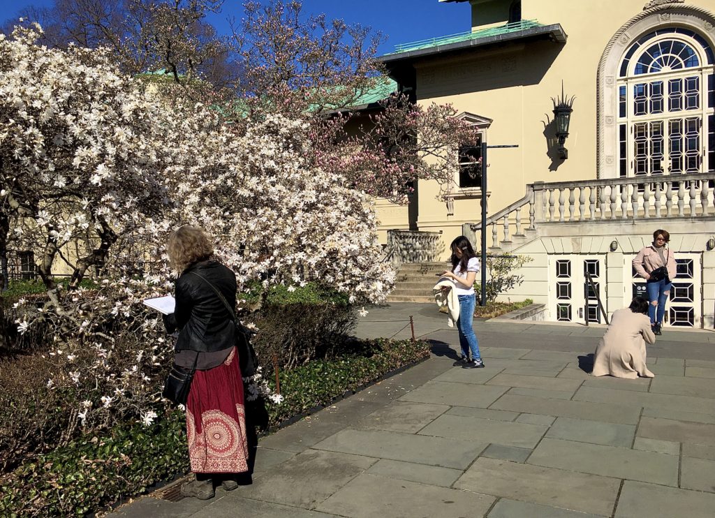 Brooklyn Botanic Garden’s magnolias were magnificent on the day of my visit. Photo: Lore Croghan/Brooklyn Eagle