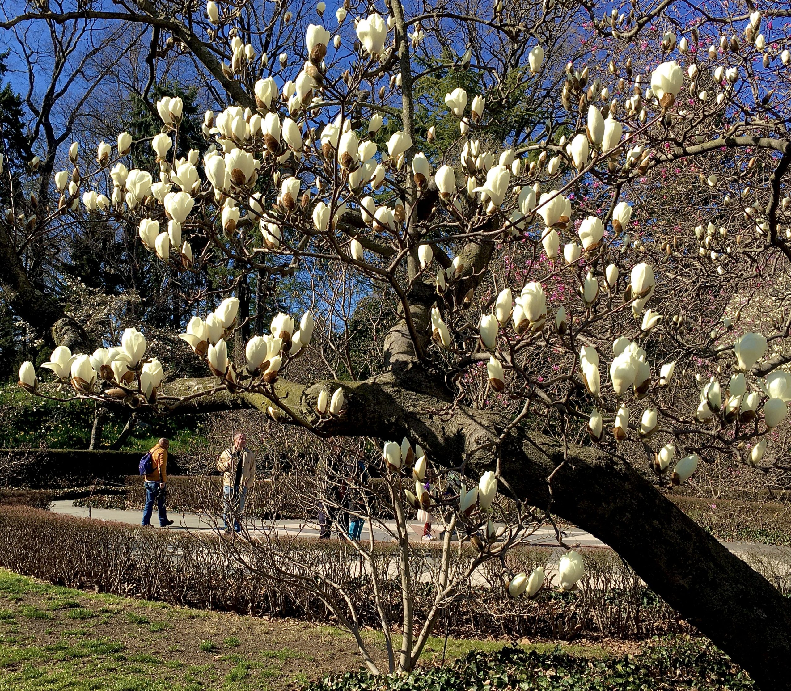This magnolia tree at Brooklyn Botanic Garden was almost ready to bloom on the day of my visit. Photo: Lore Croghan/Brooklyn Eagle