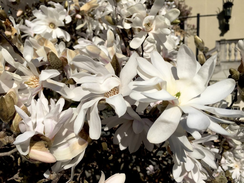 Here’s a close-up look at Brooklyn Botanic Garden’s magnolias. Photo: Lore Croghan/Brooklyn Eagle