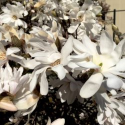 Here’s a close-up look at Brooklyn Botanic Garden’s magnolias. Photo: Lore Croghan/Brooklyn Eagle
