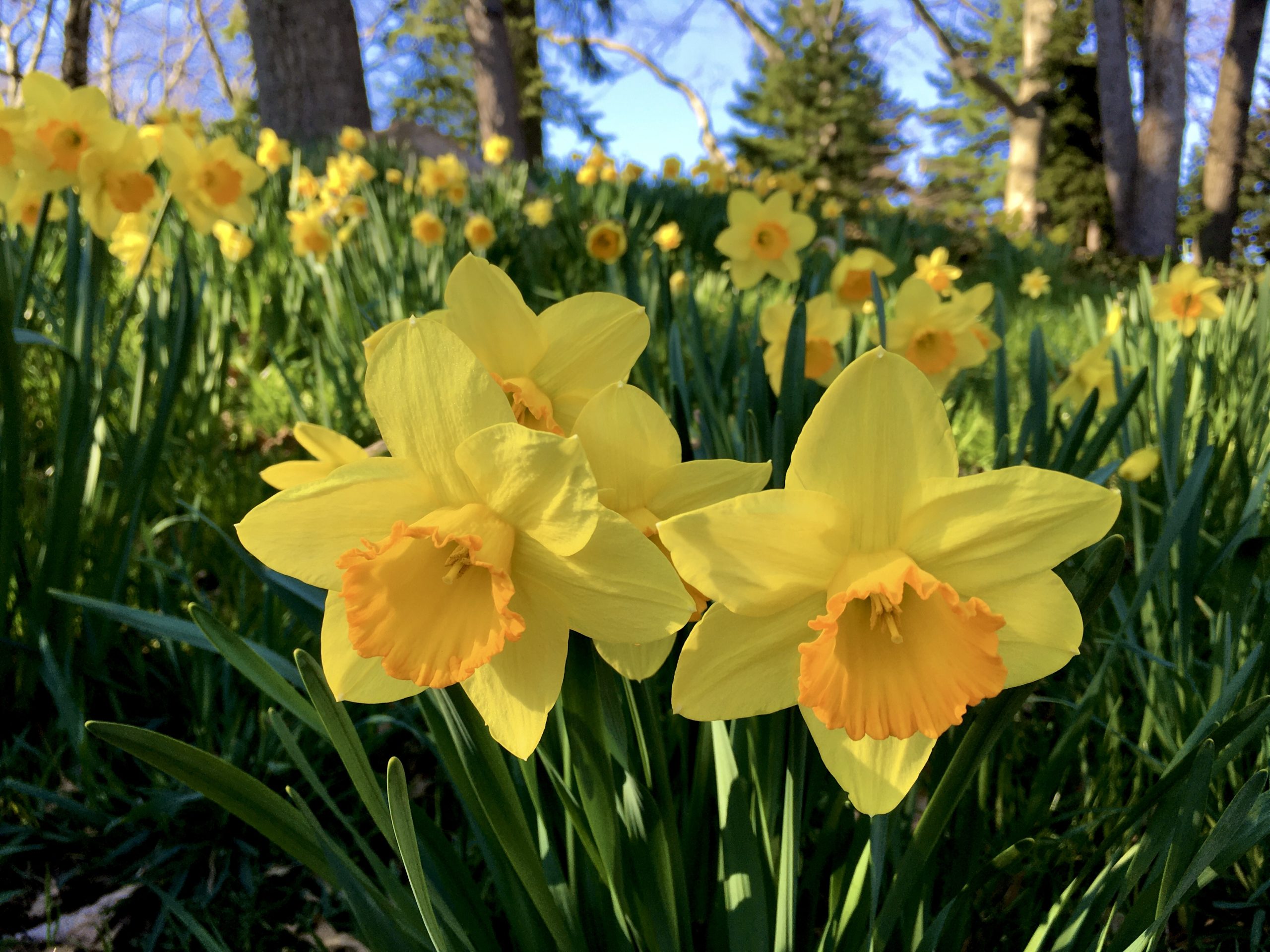 Bright flowers bloomed on Daffodil Hill the day before Brooklyn Botanic Garden closed to help prevent the spread of the coronavirus. Photo: Lore Croghan/Brooklyn Eagle 