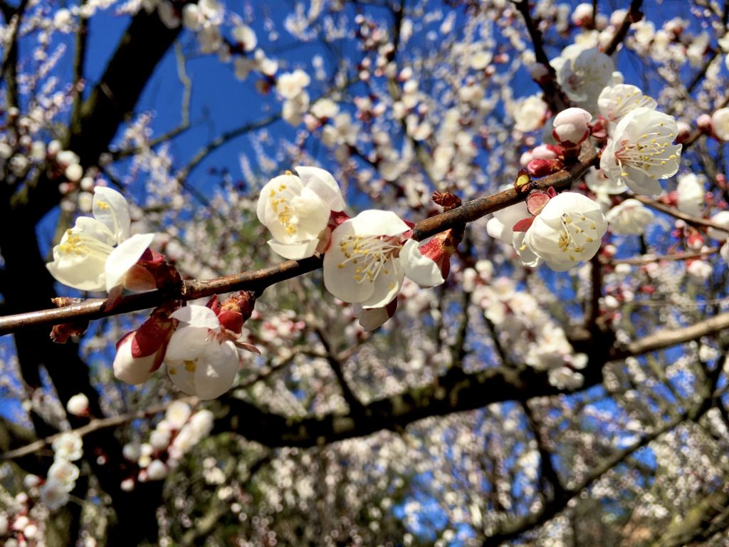 The apricot blossoms at Brooklyn Botanic Garden were so photogenic. Photo: Lore Croghan/Brooklyn Eagle