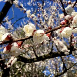 The apricot blossoms at Brooklyn Botanic Garden were so photogenic. Photo: Lore Croghan/Brooklyn Eagle