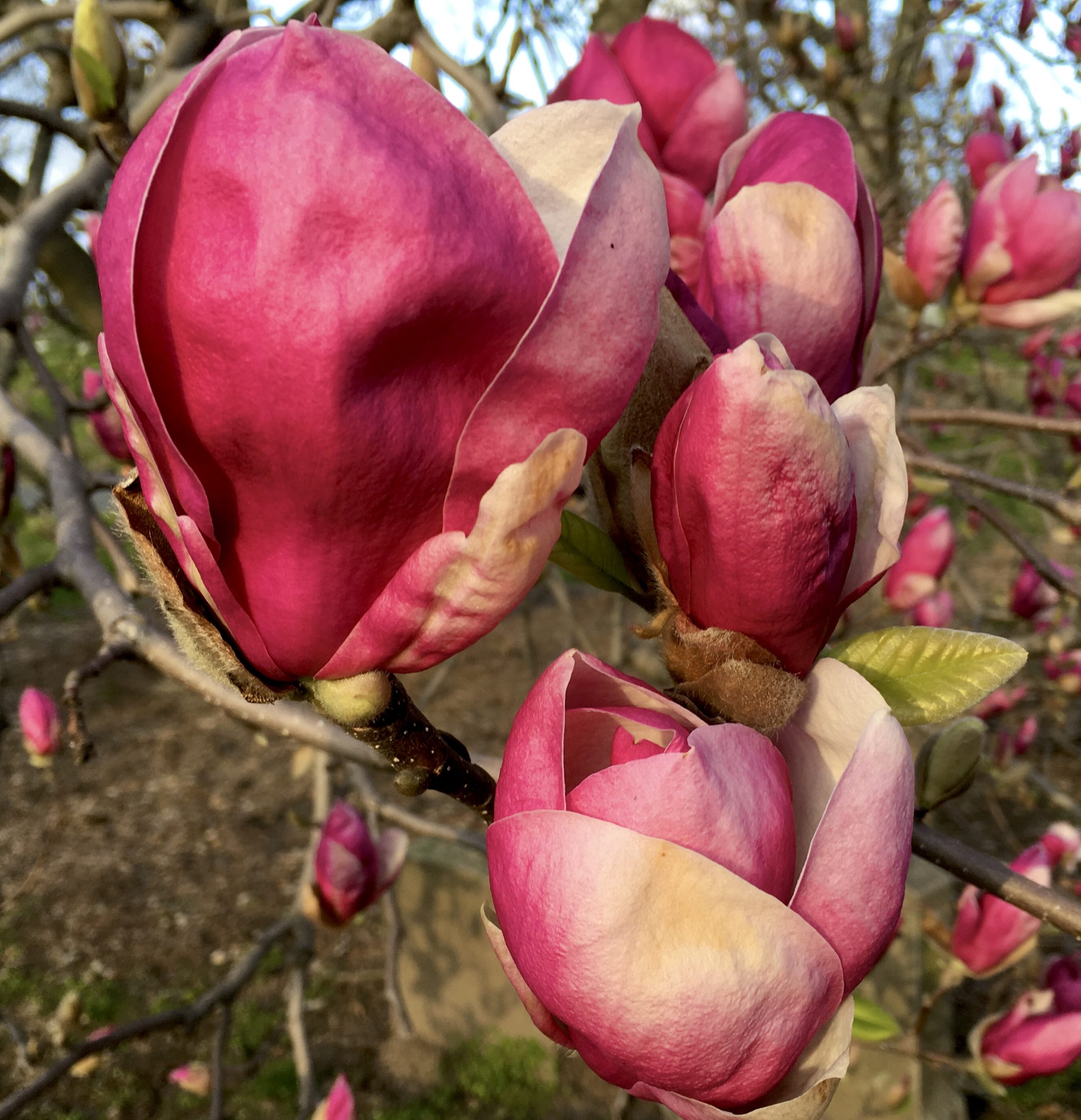 These magnolia buds at Green-Wood Cemetery are about to burst into bloom. Photo: Lore Croghan/Brooklyn Eagle