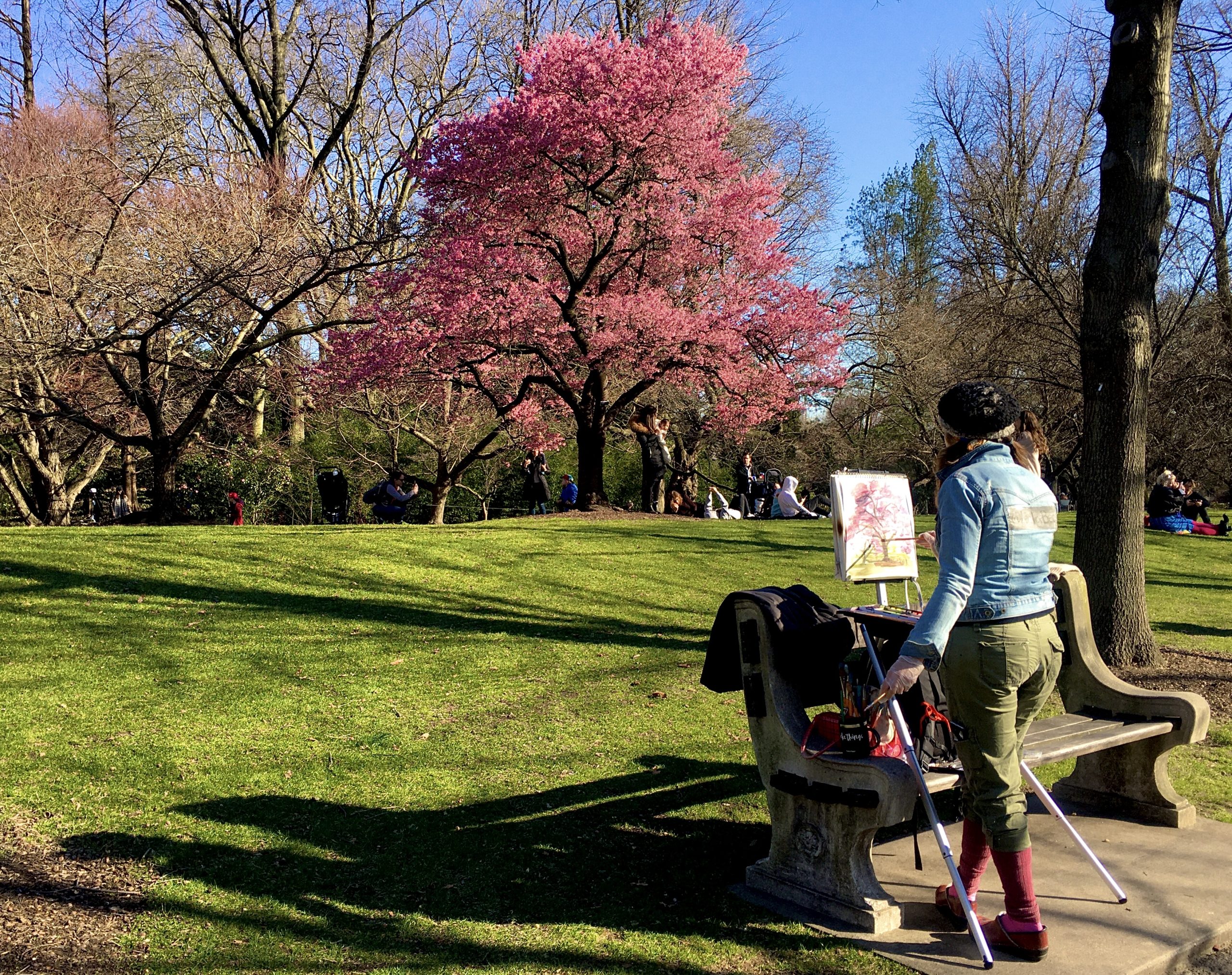 One tree near the Cherry Esplanade was full of bright blossoms. Photo: Lore Croghan/Brooklyn Eagle
