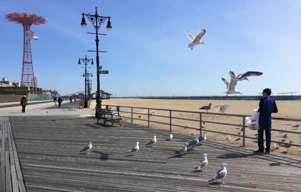 Hungry birds get a snack from a kind Boardwalk visitor. Photo: Lore Croghan/Brooklyn Eagle