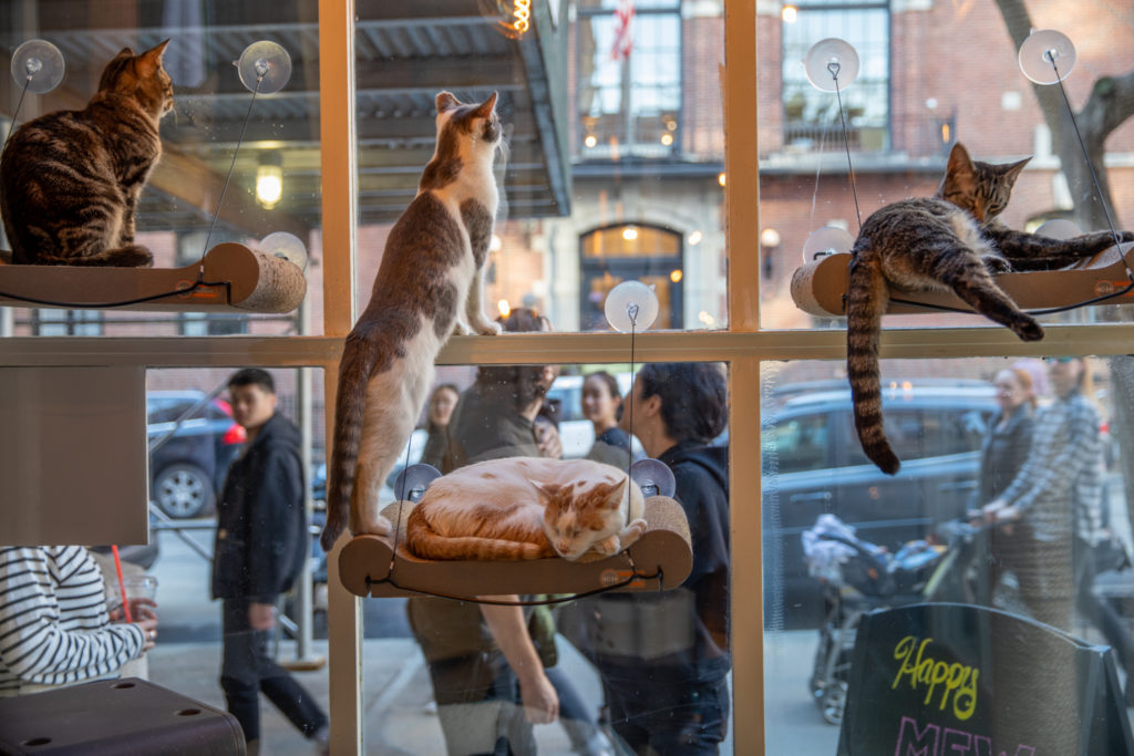 cafe cats looking out window at crowd alexandra steedman