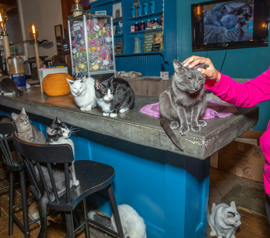 Seth Meyers and other celebs turn out to support Brooklyn Cat Cafe