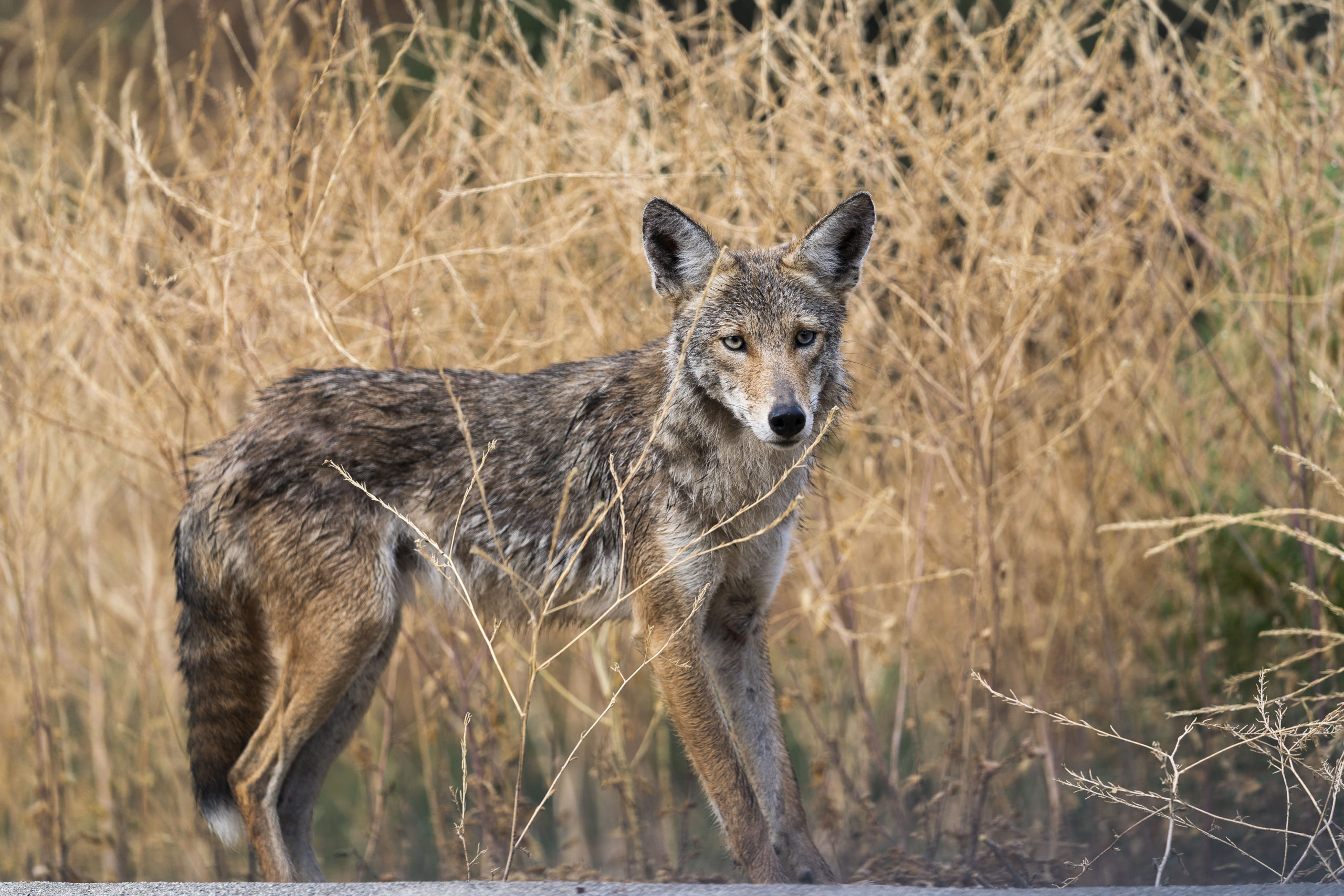 Coyotes thriving in big cities, suburbs