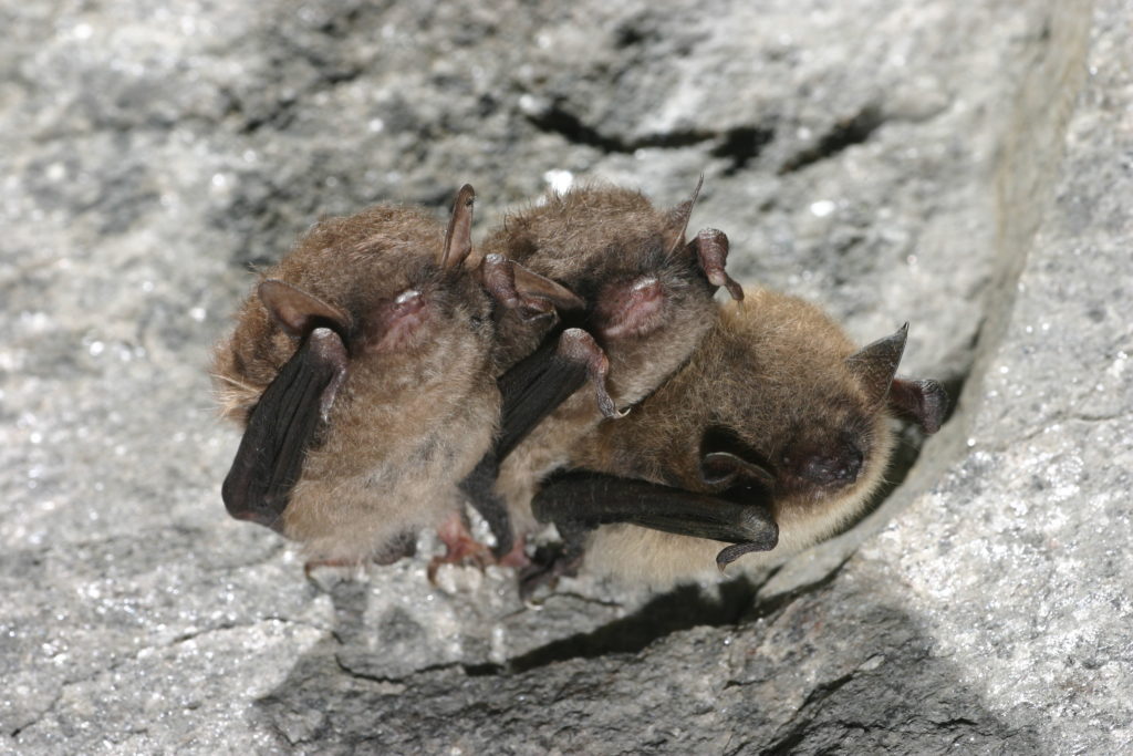 New York Bat Week begins Monday