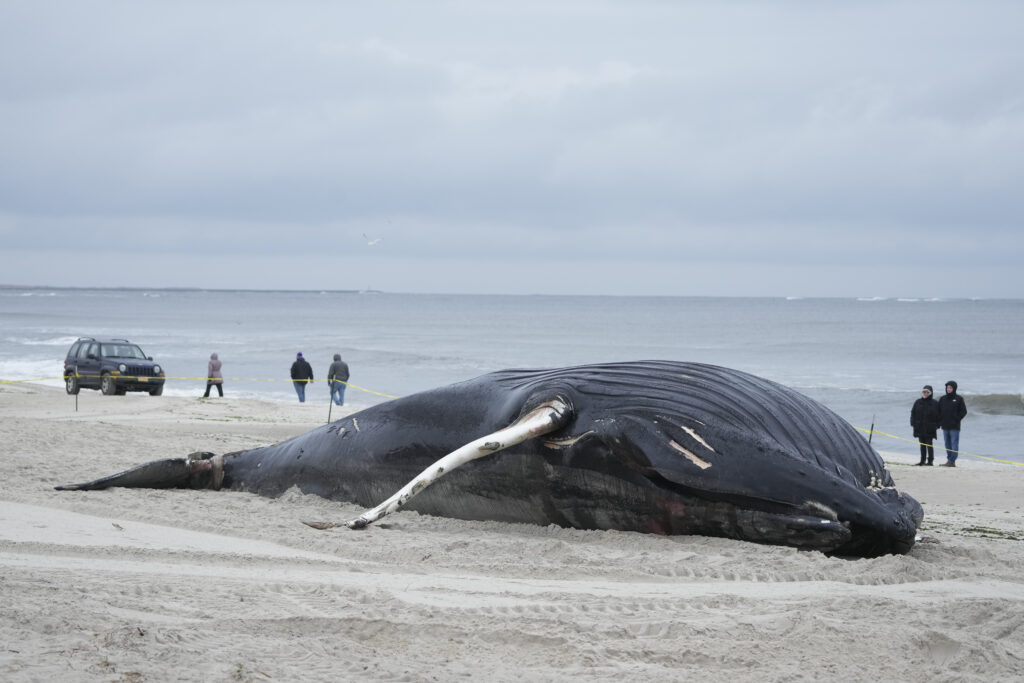 Stranded humpback whale dies on Long Island beach