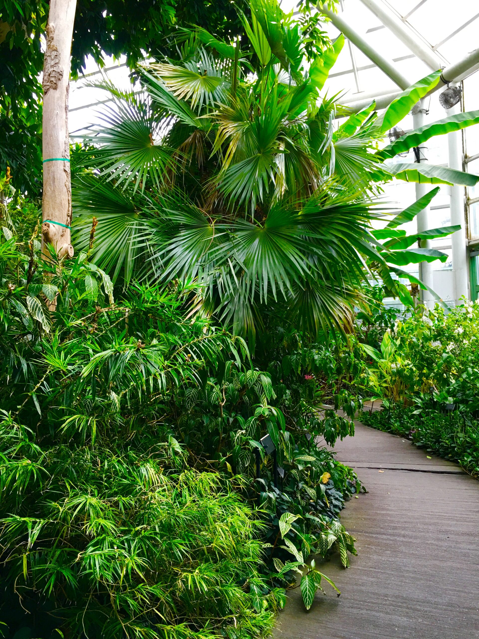 It’s nice and warm in the Tropical Pavilion at Brooklyn Botanic Garden. Photo: Lore Croghan/Brooklyn Eagle