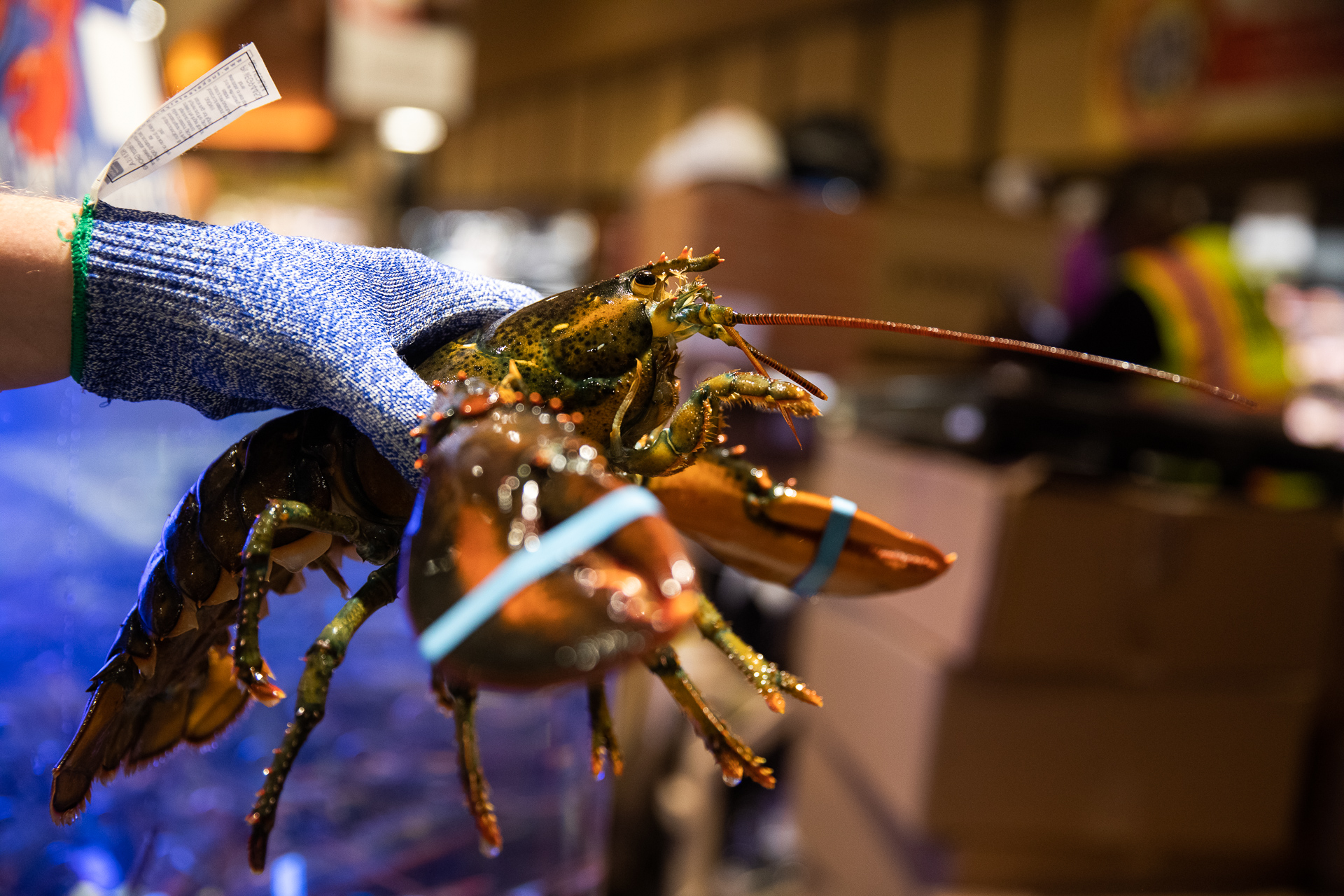 Wegmans’ seafood department will steam lobster or other shellfish for you if you wish. Eagle photo by Paul Frangipane