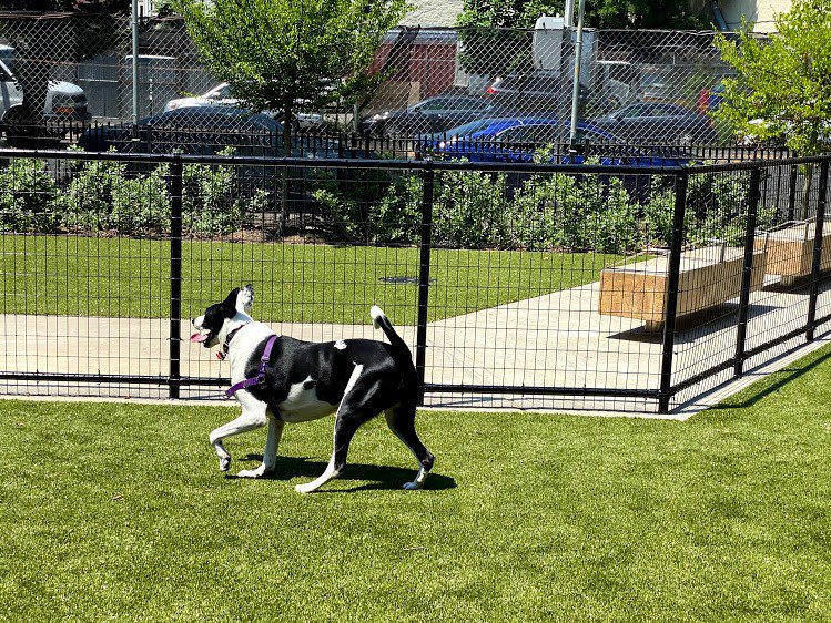 Ribbon cut on new dog run in Prospect Park