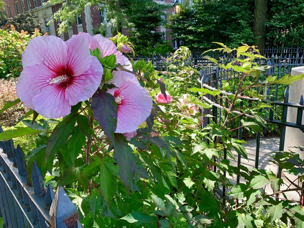 Beautiful flowers in bloom along the Brooklyn Heights Promenade, under the stewardship of the Promenade Gardeners Conservancy.