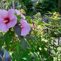 Beautiful flowers in bloom along the Brooklyn Heights Promenade, under the stewardship of the Promenade Gardeners Conservancy.