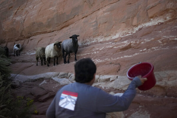 ARIZONA — Using food as a herding aid: Nikyle Begay holds up a bucket of feed to attract their sheep Thursday, Sept. 7, 2023, on the Navajo Nation in Ganado, Ariz. Begay knows each sheep by shades of brown or white, by their horns and by their personalities—assertive, quiet and occasionally sassy or mean.Photo: John Locher/AP