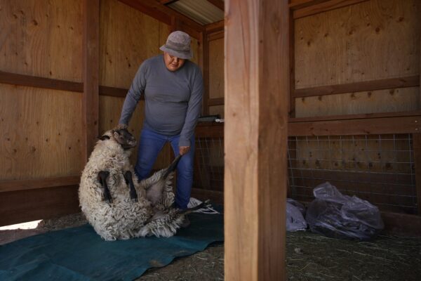 ARIZONA — ‘Don’t fear the sheer, this is like a haircut’: Nikyle Begay moves a sheep in preparation for sheering Thursday, Sept. 7, 2023, on the Navajo Nation in Ganado, Ariz. When it's time for shearing, Begay ties the hooves of the sheep into place and cut the wool by hand with a special pair of scissors.Photo: John Locher/AP