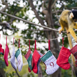 LONDON — ‘I’m not waiting for Santa to get here…’: A squirrel monkey eats food from a Christmas sock themed advent calendar, during a photocall at the London Zoo, in London, Thursday, Nov. 30, 2023.Photo: Alberto Pezzali/AP
