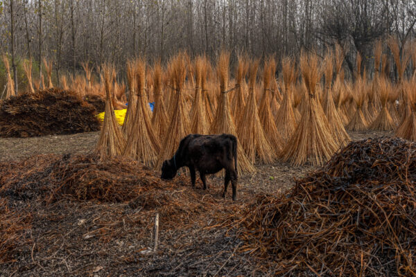 <b>KASHMIR — A glimpse of daily life and stored energy in the countryside:</b> A calf feeds from a pile of the cover of wicker sticks on the outskirts of Srinagar, Indian-controlled Kashmir, Thursday, Nov. 16, 2023. Wicker is used for making traditional fire-pots called Kangri in Kashmir. Kashmiris use these traditional fire-pots to keep themselves warm during the severe winter months.<br>Photo: Dar Yasin/AP