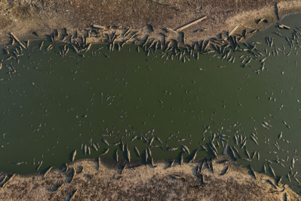 <b>BRAZILIAN WETLANDS — Danger point — predators huddle the water avoiding heat from wildfires:</b> A group of caimans sit on the banks of the almost dried-up Bento Gomes River in the Pantanal wetlands near Pocone, Mato Grosso state, Brazil, Wednesday, Nov. 15, 2023. Amid the high heat, wildfires are burning widely in the Pantanal biome, the world's biggest tropical wetlands.<br>Photo: Andre Penner/AP