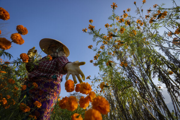 <b>Nepal – Marigolds, orange not yellow, still beloved at the festivals:</b> A farmer picks marigold flowers to make garlands to sell for the upcoming Tihar festival on the outskirts of Kathmandu, Nepal, Friday, Nov. 10, 2023. Marigold garlands are used as offerings to Hindu deities as well as for decorative purposes during Tihar festival.<br>Photo: Niranjan Shrestha/AP