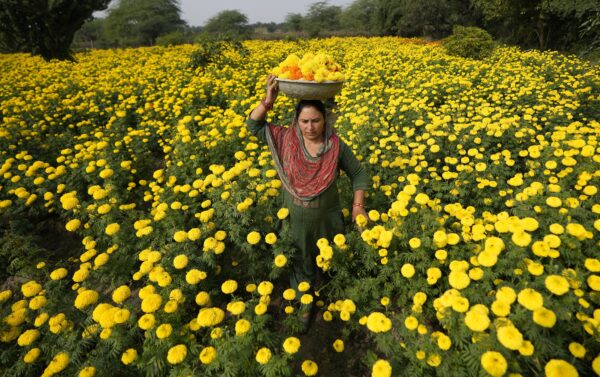 <b>INDIA — Marvelous marigolds for beauty and duty:</b> A woman collects marigold flowers, to be used for rituals and decorations, ahead of the Diwali Festival on the outskirts of Jammu, India, Thursday, Nov. 9, 2023. Hindus light lamps, wear new clothes, exchange sweets and gifts and pray to goddess Lakshmi during the festival of lights, which will be celebrated on Nov. 12.<br>Photo: Channi Anand/AP