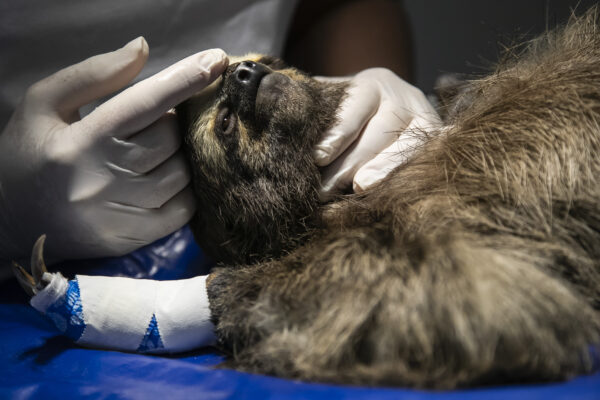 <b>RIO DE JANEIRO — A safe place for wild animals:</b> A sloth named Buba, whose paws were burned by an electrical discharge while climbing on high voltage wires, is soothed as she undergoes surgery at the Instituto Vida Livre, in Rio de Janeiro, Brazil, Wednesday, Dec. 20, 2023. The non-profit group which cares for and rehabilitates injured wild animals found around Rio, says that in the past year they have treated more than 40 animals that have been injured while climbing on power grid cables.<br>Photo: Bruna Prado/AP