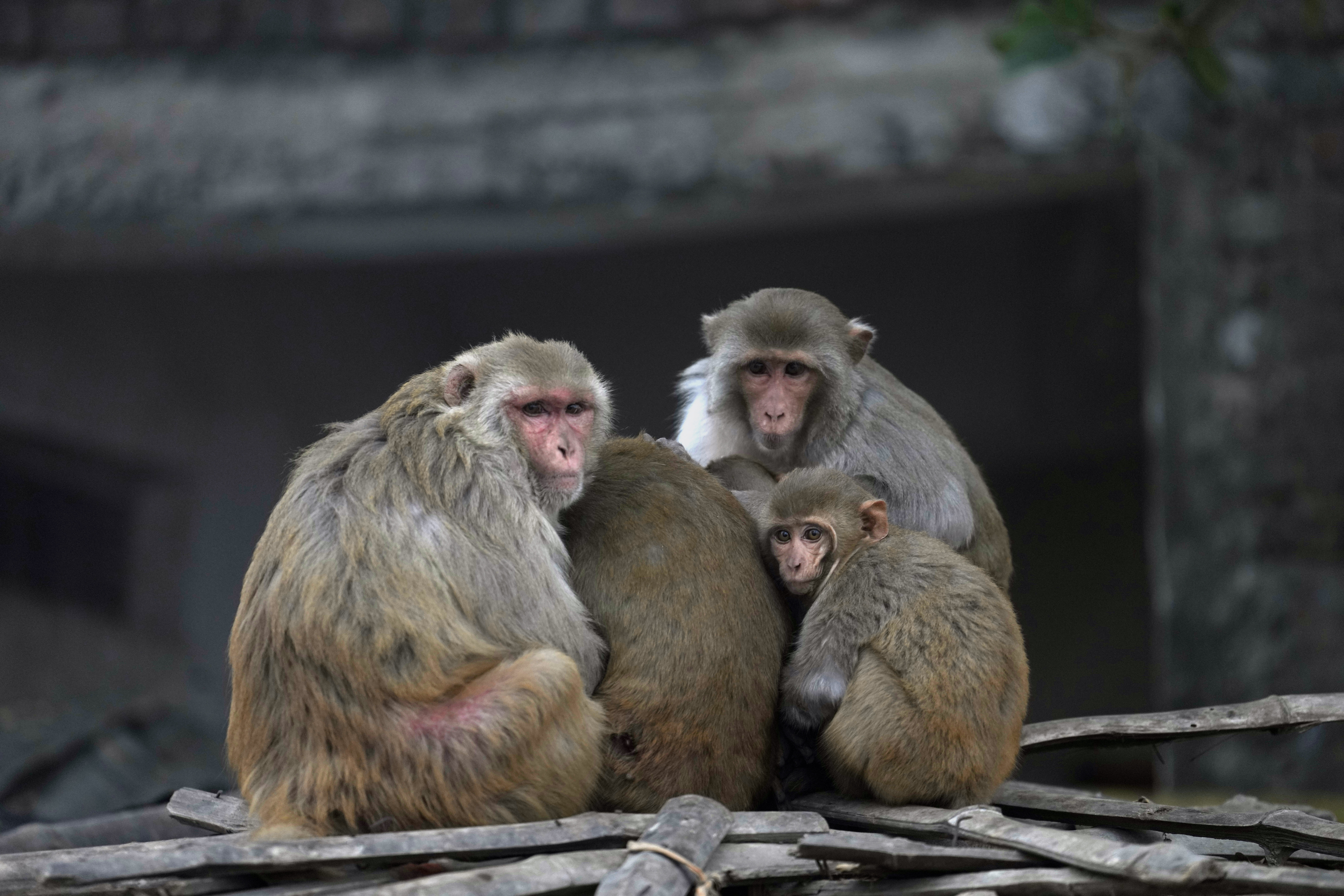 INDIA — Huddling family, staying warm: A group of macaques huddle together on a cold morning in Ayodhya, India, Friday, Dec. 29, 2023.Photo: Rajesh Kumar Singh/AP