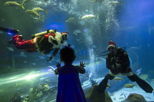 <b>RIO DE JANEIRO — A unique medium for Santa to spread his cheer — and propaganda:</b> Divers dressed as Mother Christmas and Santa Claus wave to a young visitor from inside a shark tank at the AquaRio marine aquarium, in Rio de Janeiro, Brazil, Saturday, Dec. 23, 2023. The performances have become an annual Christmas tradition.<br>Photo: Bruna Prado/AP