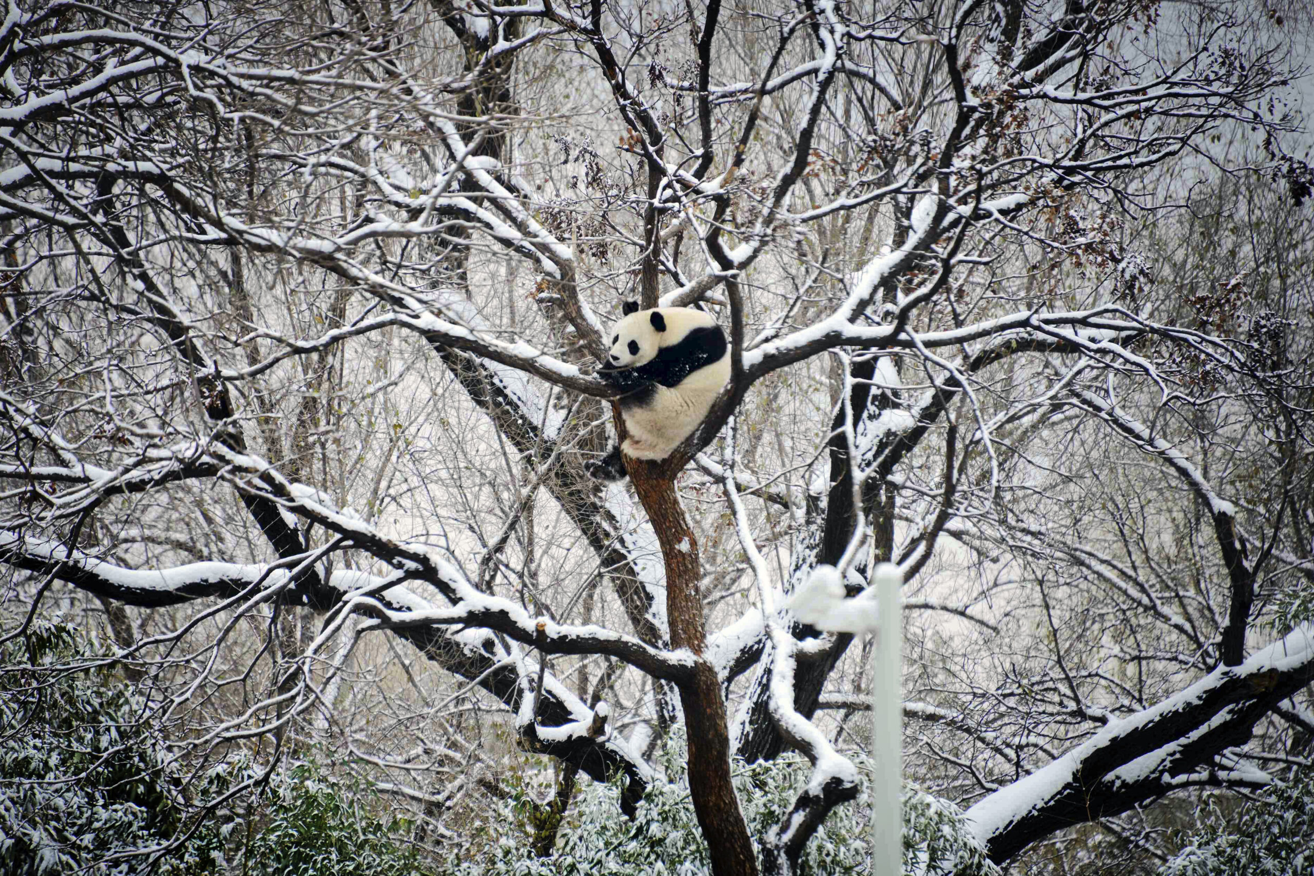 BEIJING — Snowfall that closed roads for humans sends bears to the treetops: A giant panda rests on a tree at a zoo after a snowfall in Beijing, Monday, Dec. 11, 2023. An overnight snowfall across much of northern China prompted road closures and the suspension of classes and train services on Monday.Photo: Chinatopix via AP