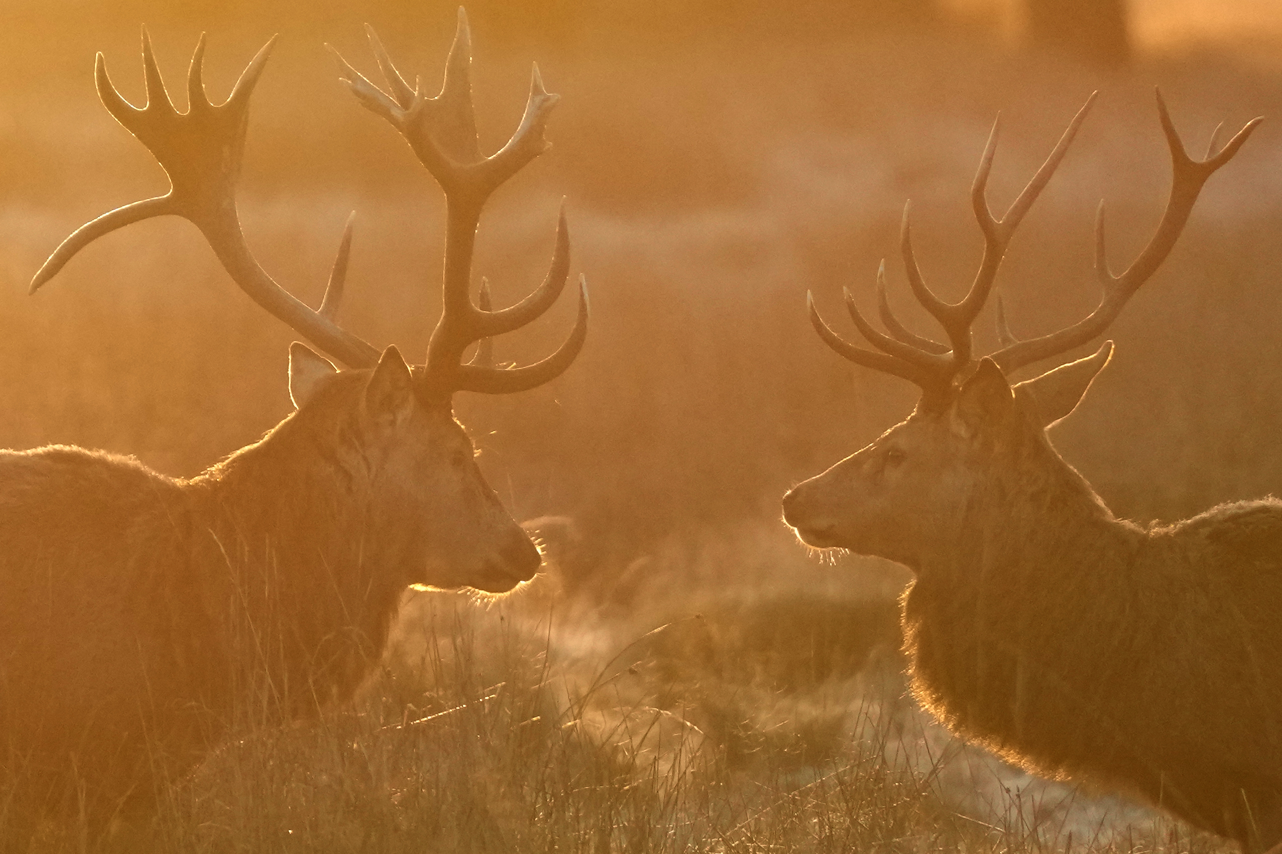 LONDON — A frosty morning in Bushy Park: Red Deer in Bushy Park just after sunrise on a frosty morning in London, Thursday, Jan. 11, 2024. Bushy Park on the outskirts of London is home to over 320 red and fallow deer.Photo: Alastair Grant/AP