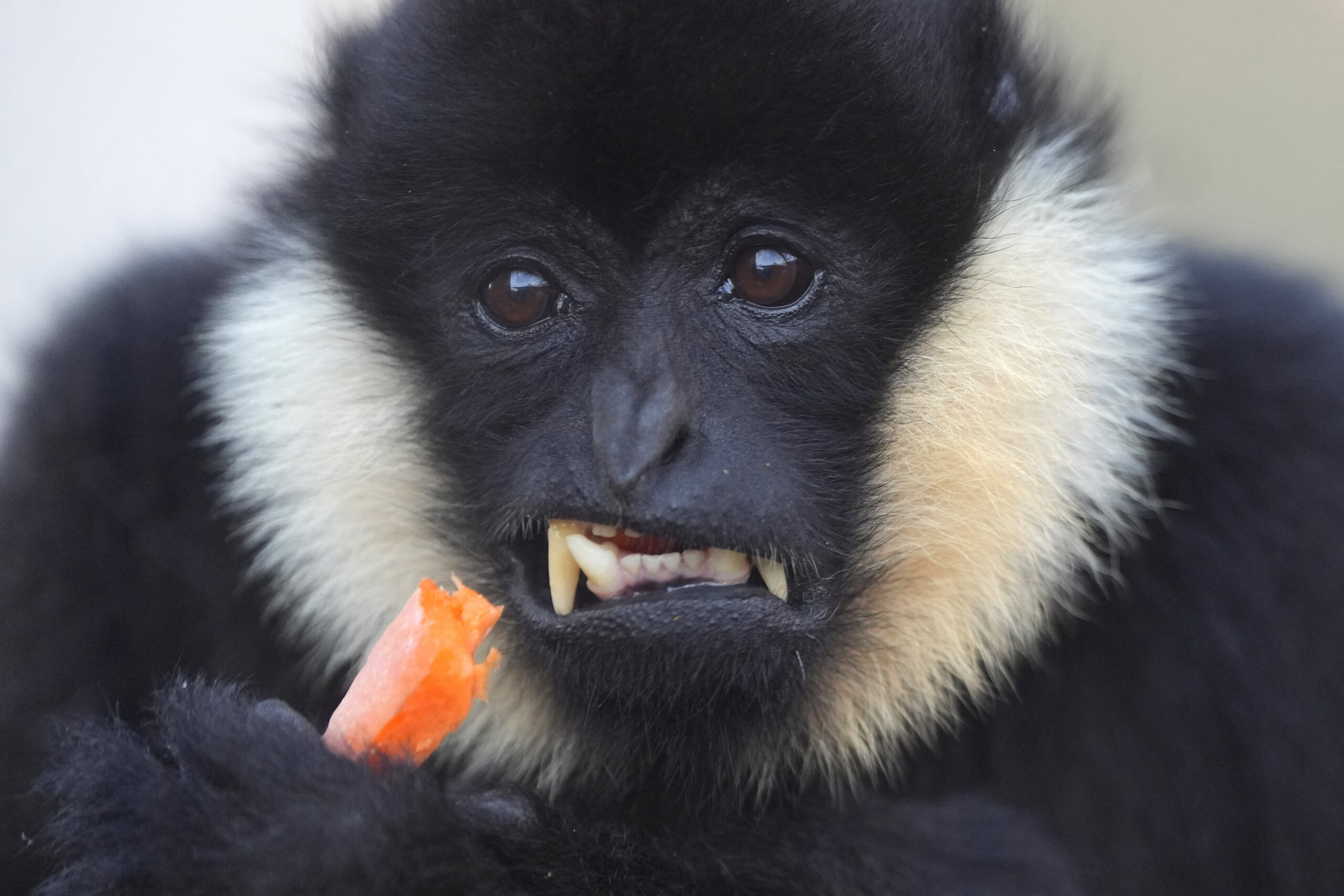 LONDON — ‘This carrot will help clean my teeth, right?’: A Northern white-cheeked gibbon eats a carrot during the stock inventory at ZSL London Zoo, in London, Wednesday, Jan. 3, 2024. The conservation zoo is home to more than 300 different species, from endangered Galapagos giant tortoises and Asiatic lions to critically endangered Sumatran tigers — all of which will be logged and recorded as part of the zoo's annual license requirement.Photo: Kirsty Wigglesworth/AP