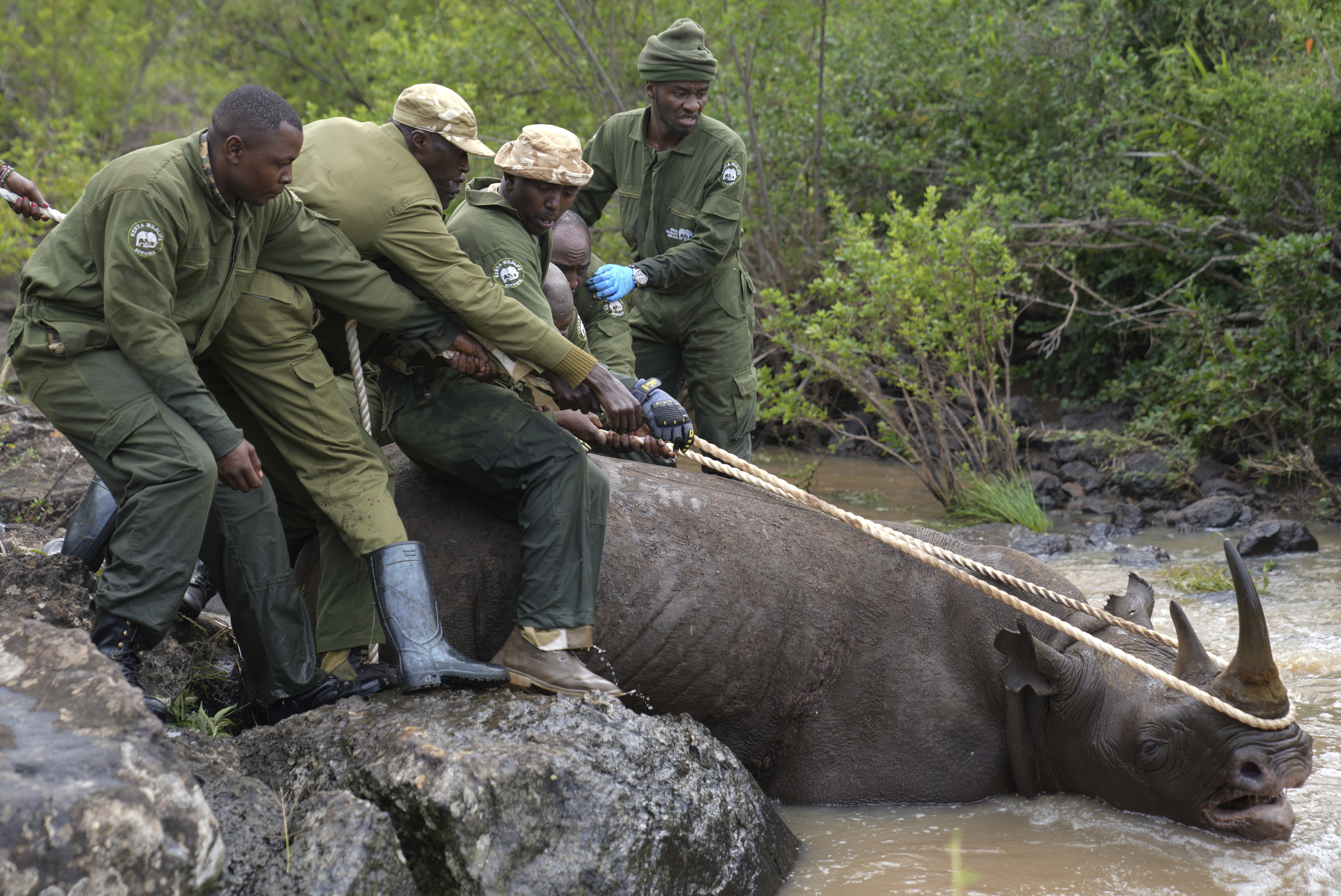 KENYA — Moving heavy wildlife… by hand: Kenya Wildlife Service rangers and capture team pull out a sedated black rhino from the water in Nairobi National Park, Kenya, Tuesday, Jan. 16, 2024. Kenya has embarked on its biggest rhino relocation project ever and began the difficult work Tuesday of tracking, darting and moving 21 of the critically endangered beasts, which can each weigh over a ton, hundreds of miles in trucks to a new home. A previous attempt at moving rhinos in the East African nation in 2018 was a disaster as all 11 of the animals died.Photo: Brian Inganga/AP