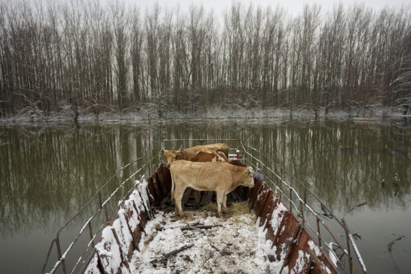 BELGRADE — Floating out of isolation: Cows stand on the barge on the bank of a flooded river island Krcedinska ada on the Danube River, 50 kilometers northwest of Belgrade, Serbia, Tuesday, Jan. 9, 2024. After being trapped for days by high waters on the river island, cows and horses were evacuated.