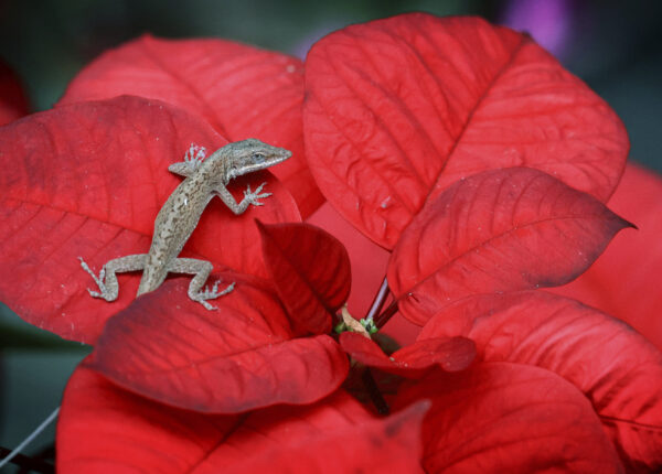 FLORIDA — A winter’s bloom: While much of the U.S. sustains another round of winter weather, a brown anole, a species of lizard, finds a blooming poinsettia the perfect perch to catch some afternoon rays of sunshine in a Maitland, Fla., neighborhood, Monday, Jan. 8, 2024. After a cold front brings storms to Central Florida on Tuesday, rain returns to the forecast on Friday, with temperatures near 80 predicted.Photo: Joe Burbank/Orlando Sentinel via AP