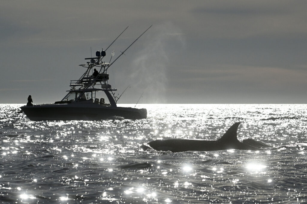 SAN DIEGO — “Go where the food is… and go there often”: Two orcas surface near a fishing boat off of Point Loma on Monday, Jan. 29, 2024, in San Diego. The pod has been sighted in the waters off of Southern California since December 2023. Marine biologists believe that the orcas may stay around for a while due to the abundance of their preferred food, common dolphins.Photo: Denis Poroy/AP