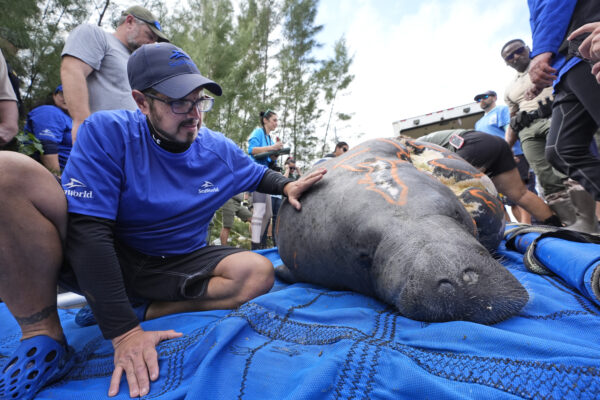 <b>FORT LAUDERDALE — The rescue of ‘Reckless’:</b> Nik Ricci, left, Senior Animal Care Specialist with Seaworld Orlando, comforts a large manatee named Reckless as workers prepare to release her into a canal, Thursday, Jan. 18, 2024, at Port Everglades in Fort Lauderdale, FL. Teams from SeaWorld Rescue, the Florida Fish and Wildlife Conservation Commission and others returned Reckless and her calf Churro, back to Florida waters after Reckless was rescued alongside her newborn calf following a May 2022 boat strike that left Reckless with catastrophic injuries and little hope for survival.<br>Photo: Wilfredo Lee/AP