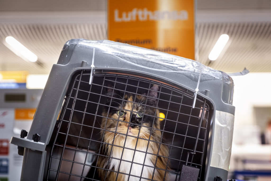 FRANKFURT — Furry fliers putting up with people drama: A cat looks out of a pet box at a Lufthansa counter at a terminal at the airport in Frankfurt, Germany, Wednesday, Feb. 7, 2024. The ground staff of German Lufthansa airline went on a one-day warning strike on Wednesday, causing the cancellation of hundreds of flights.Photo: Michael Probst/AP