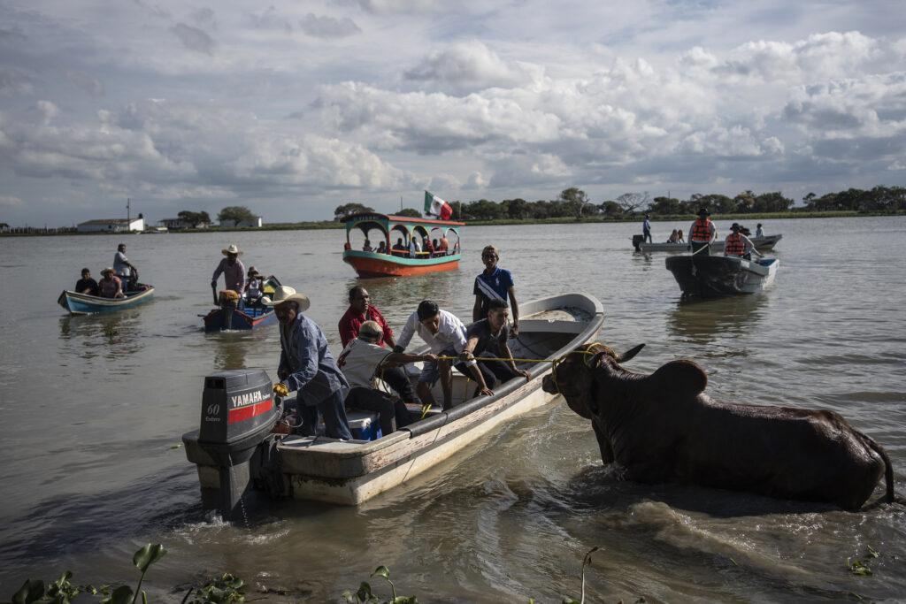 MEXICO — South of the border, running of the bulls ends up in the river: Residents drag a bull into the Papaloapan River to be returned to a cattle ranch at the end of a running of the bulls event as part of a festival honoring the Virgin of the Candelaria in Tlacotalpan, Veracruz state, Mexico, Thursday, Feb. 1, 2024. For nearly a quarter century, the residents have taunted, slapped, chased and run from bulls as part of the religious festival. It is reminiscent, though at a much smaller scale, of the running of the bulls in northern Spain and has continued year after year despite laws banning the mistreatment of animals.Photo: Felix Marquez/AP