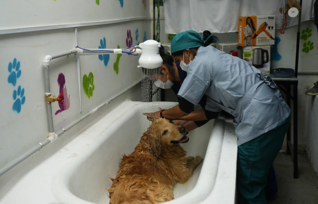 BOLIVIA — “Perro” pampering in prison: Inmates bathe a golden retriever dog on the opening day of the pet salon at the Obrajes women's jail in La Paz, Bolivia, Tuesday, Feb. 6, 2024. Inmates inaugurated "La Perruqueria," with a play on the word "perro," or dog, where they offer low-cost grooming services.Photo: Juan Karita/AP